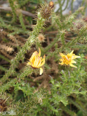 Cullumia reticulata