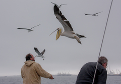 Pelecanus onocrotalus