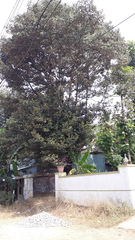 Palaquium