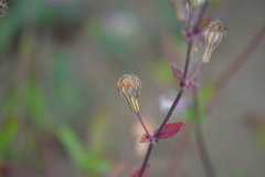 Silene colorata