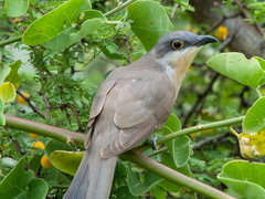 Dark-Billed Cuckoo photo 2