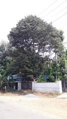 Palaquium