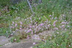 Silene colorata