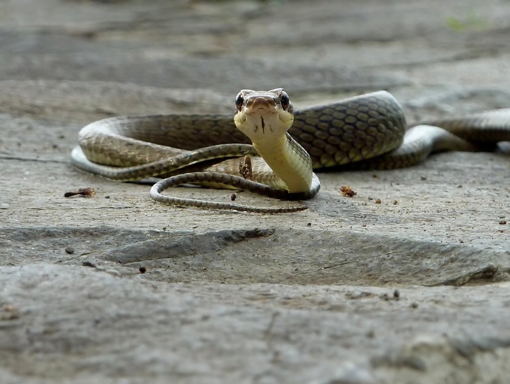 Sulawesi Black Racer