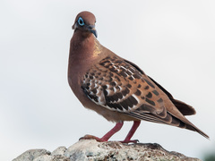 Galapagos Dove photo 4