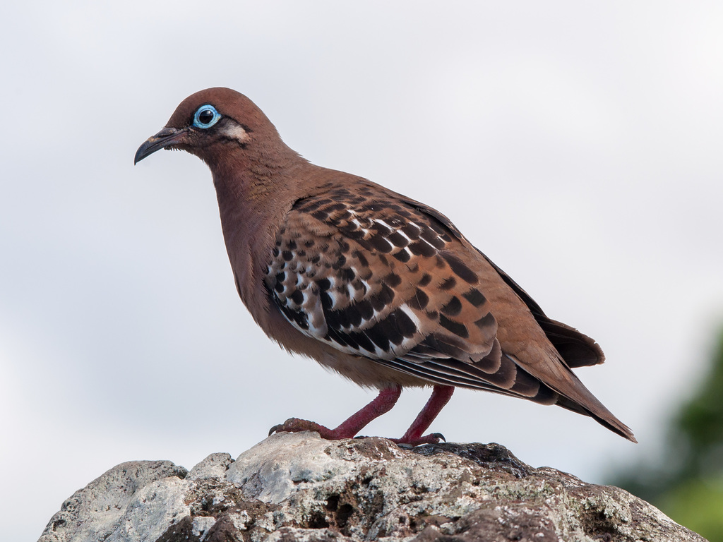 Galapagos Dove