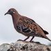 Galápagos Dove - Photo (c) William Stephens, some rights reserved (CC BY), uploaded by William Stephens