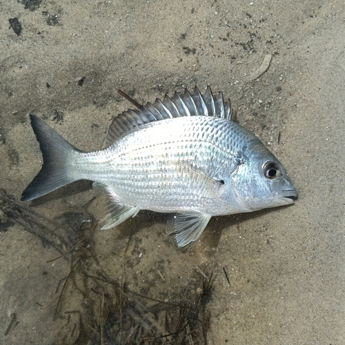 Acanthopagrus australis