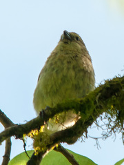 Camarhynchus parvulus