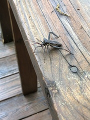 Acanthocephala declivis