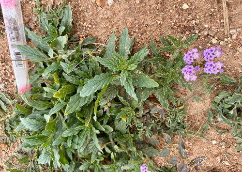 fragrant heliotrope