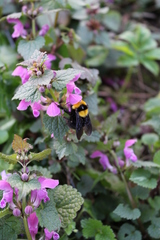 Bombus argillaceus