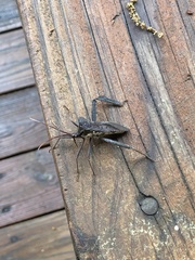 Acanthocephala declivis