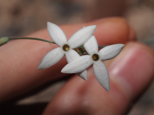 Mitrasacme connata (Mitrasacme connata)