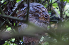 Tyto alba punctatissima