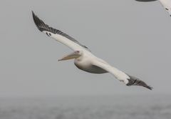 Pelecanus onocrotalus
