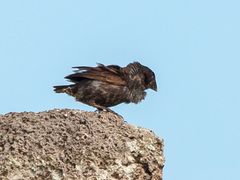 Geospiza conirostris