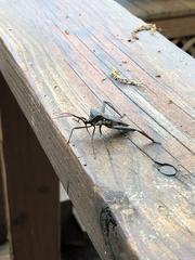 Acanthocephala declivis