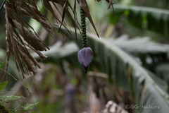 Musa cheesmanii