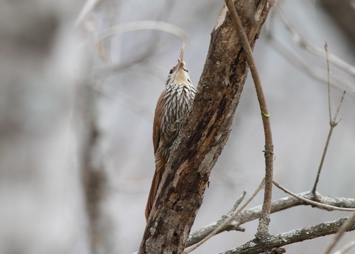 Furnariidae image