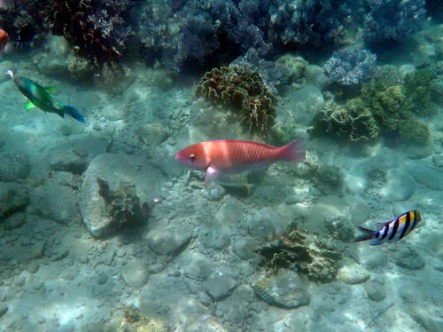 Scarus rivulatus