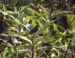 Pseudocolopteryx acutipennis