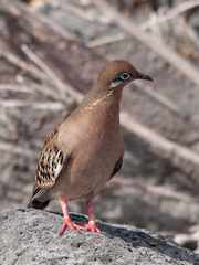 Galapagos Dove photo 3