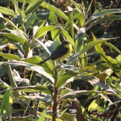 Pseudocolopteryx acutipennis