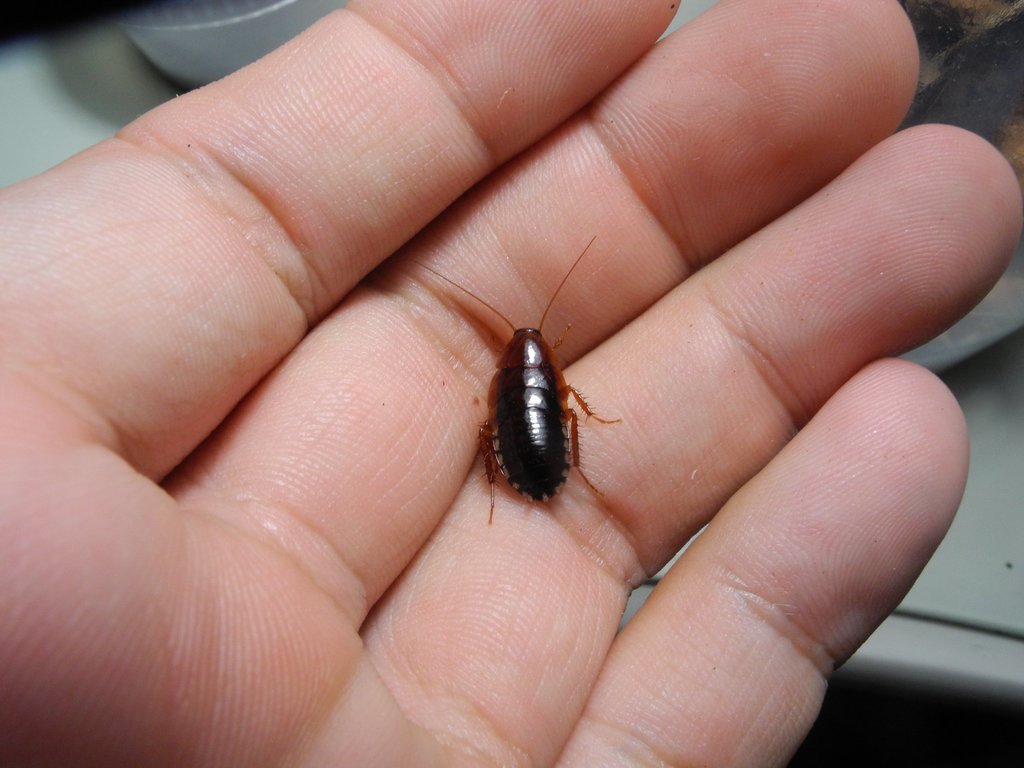 Wood cockroach