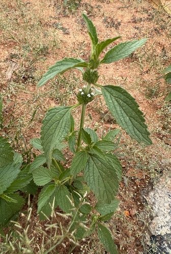 Whitewort