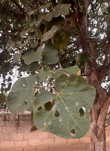 chewing gum tree