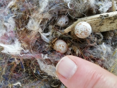 Troglodytes troglodytes