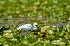 Egretta garzetta