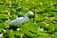 Egretta garzetta