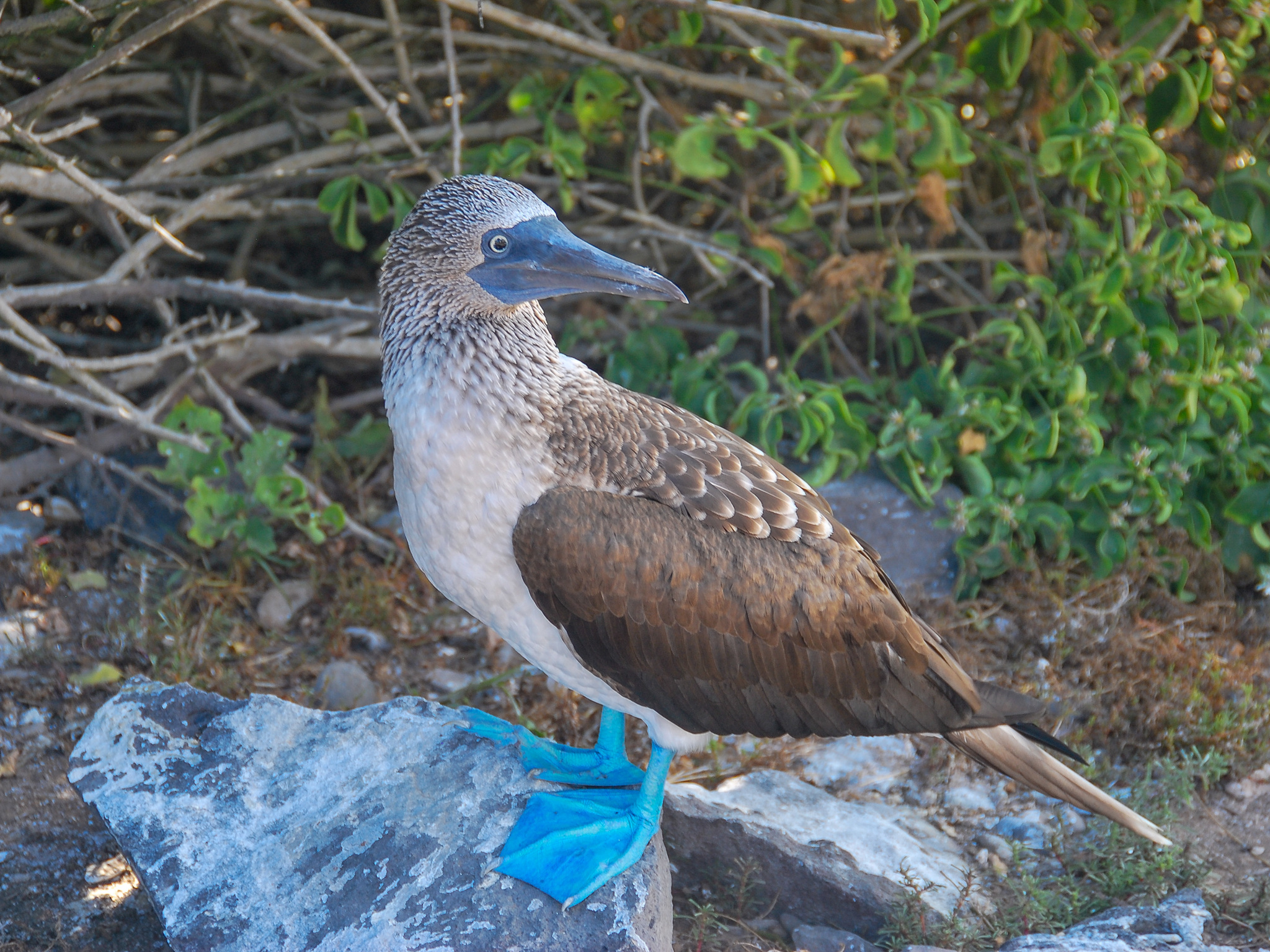Blue-footed Booby illustration