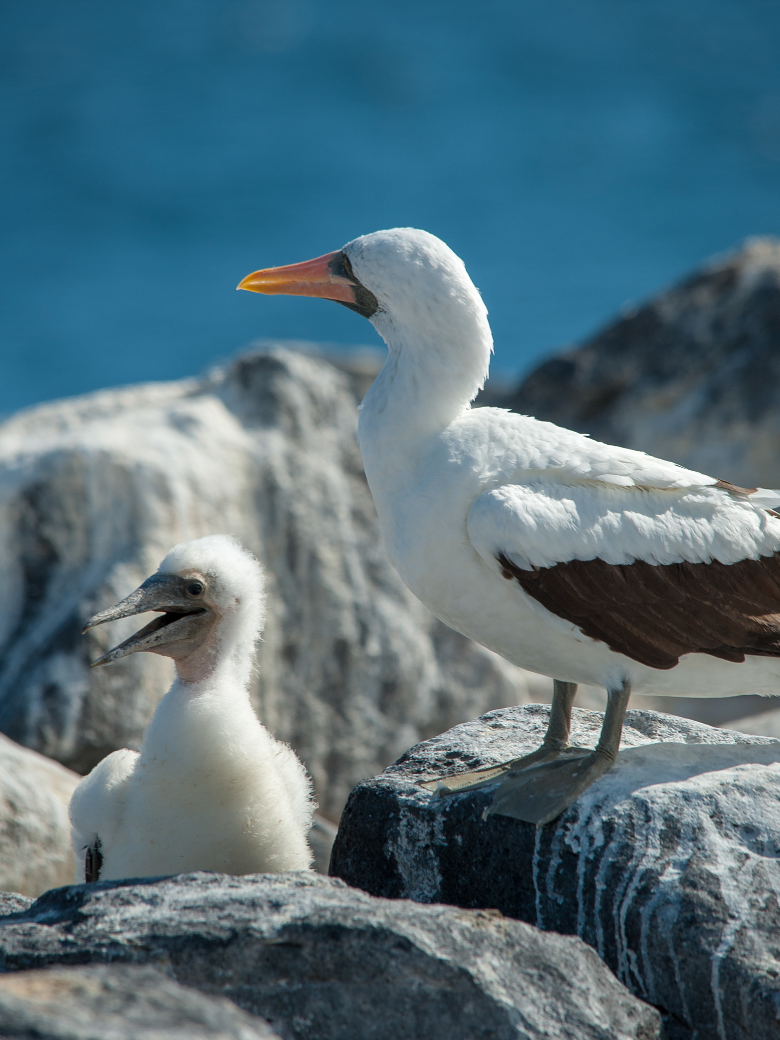 A parent Nazca Booby bird (with bright orange bill) stands on a rock over its downy-feathered chick, near sea-blue water.