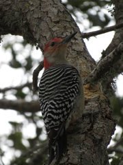 Melanerpes carolinus image