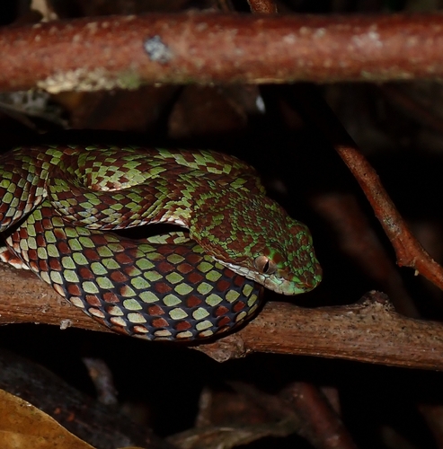 Beautiful Pitviper