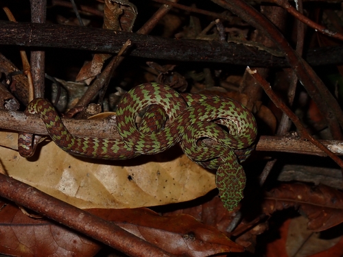 Beautiful Pitviper