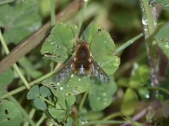 Bombylius medius