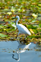 Egretta garzetta