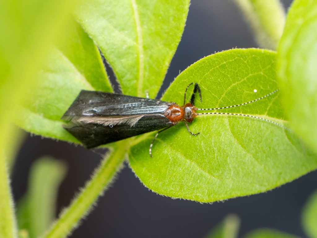 Mystacides testaceus