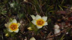 Leptosiphon lemmonii