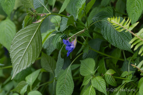 Impatiens arguta (Impatiens arguta)