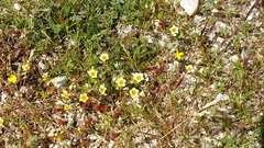 Leptosiphon lemmonii