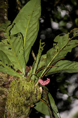 Anthurium consobrinum