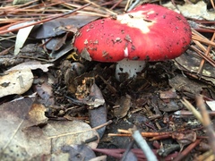 Russula californiensis