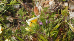 Leptosiphon lemmonii