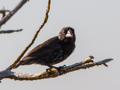 Geospiza conirostris