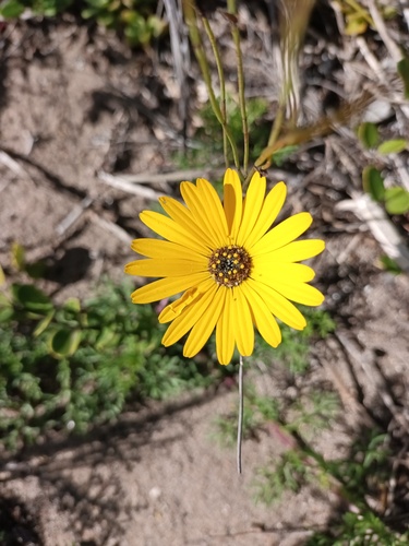 Ursinia chrysanthemoides, photograph 3